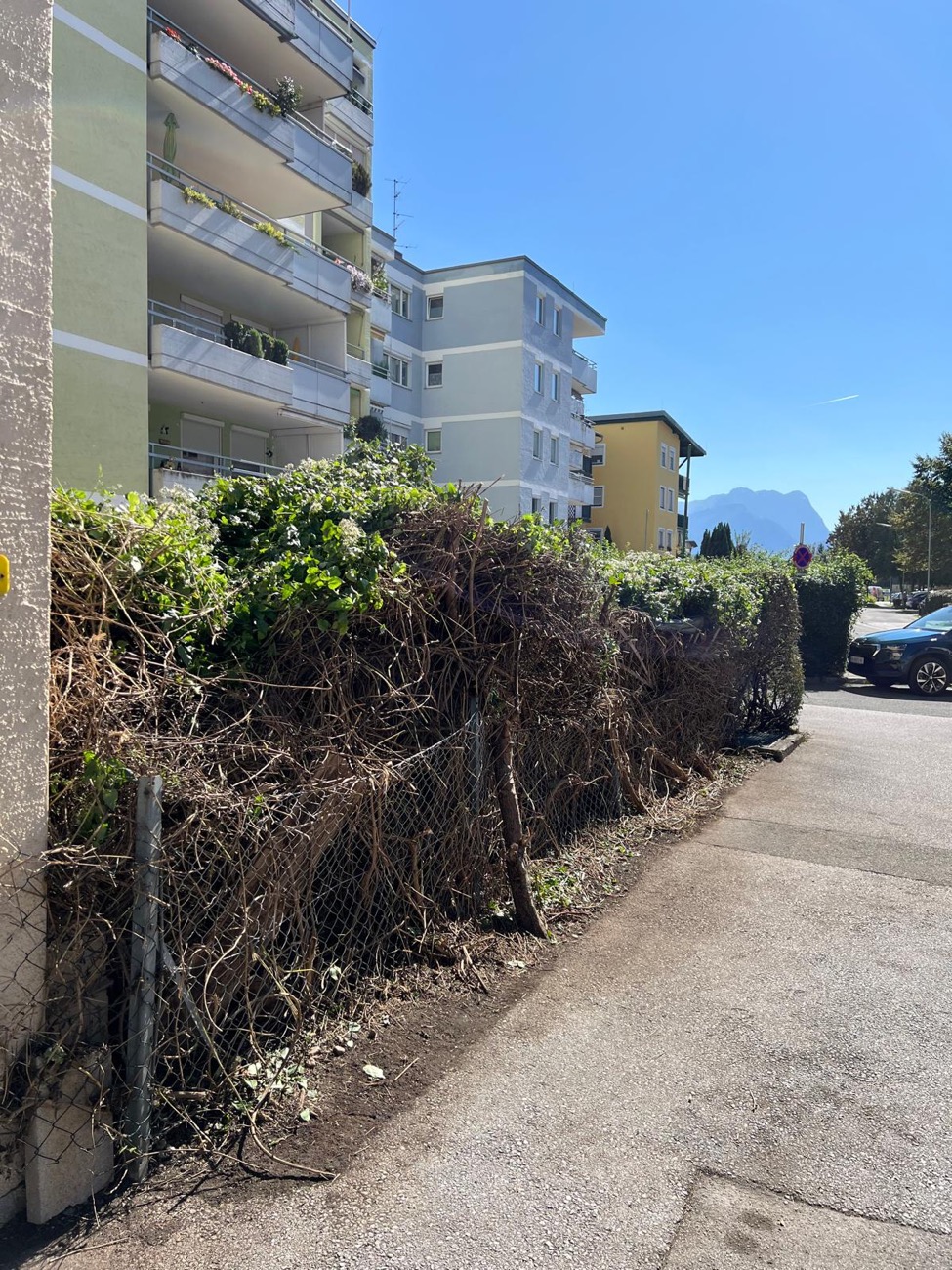 Geschnittene Hecke und gepflegte Außenanlage in Salzburg